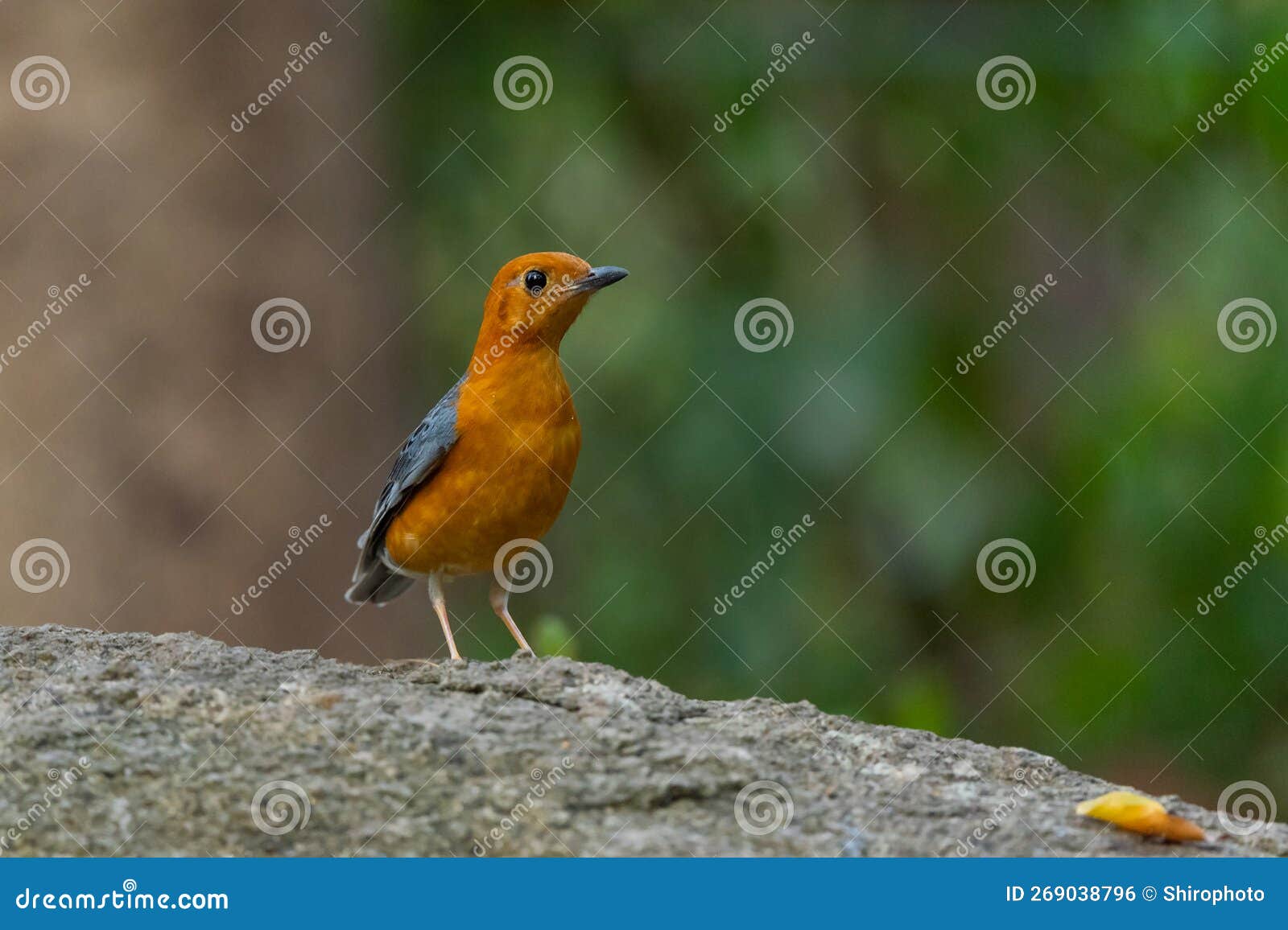 Orange Headed Thrush Stand in the Rain Forest Stock Photo - Image of