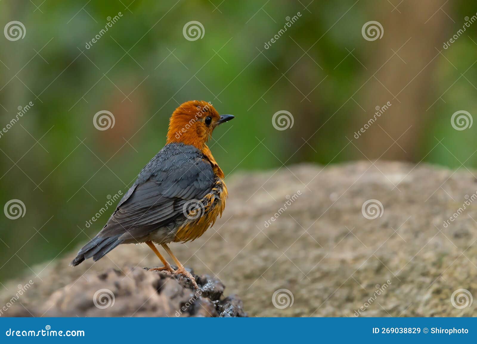 Orange Headed Thrush Stand in the Rain Forest Stock Image - Image of