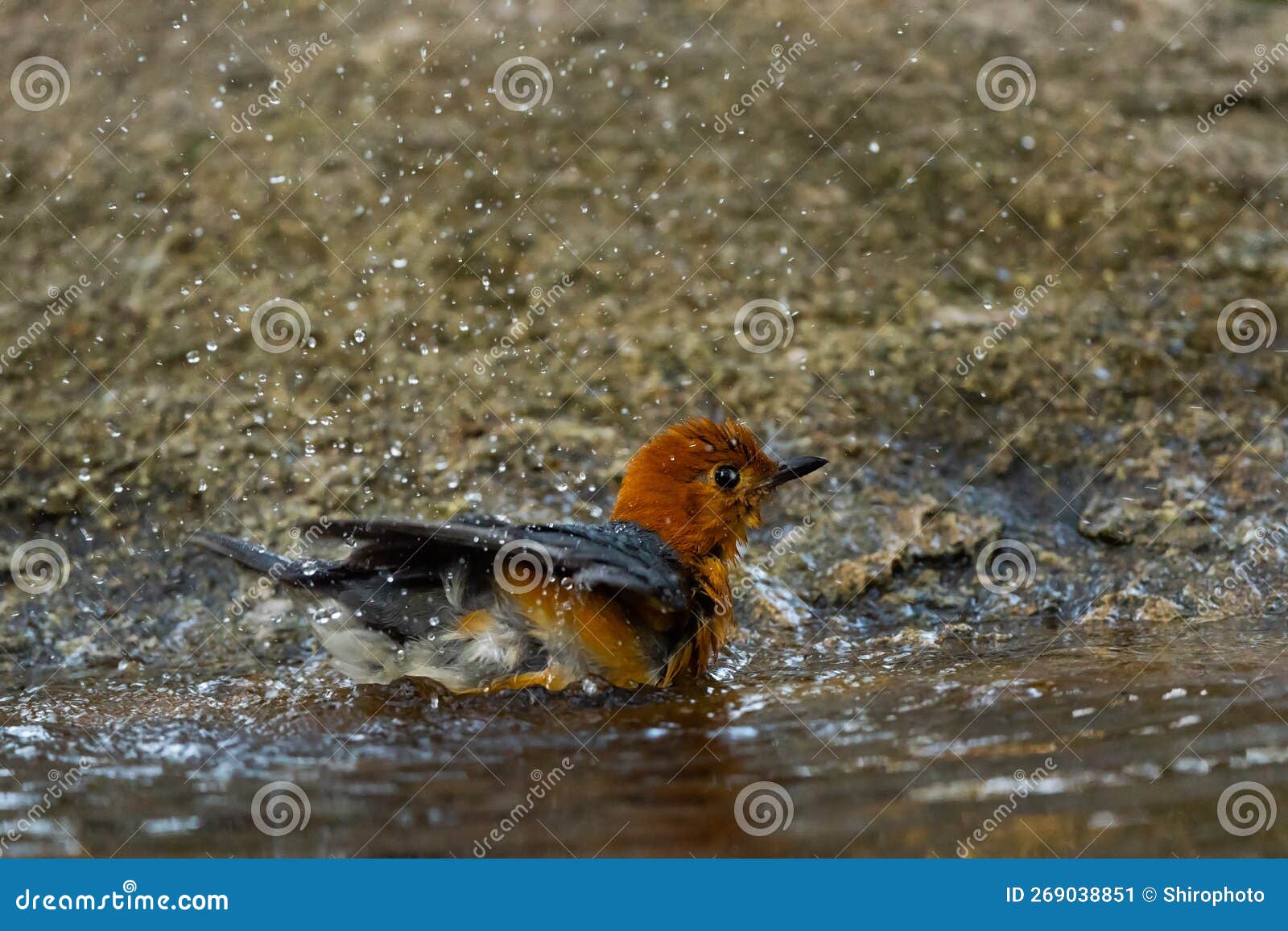 Orange Headed Thrush Stand in the Rain Forest Stock Image - Image of