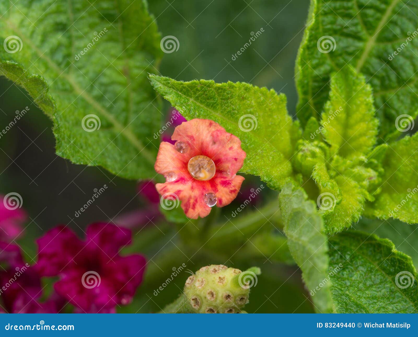 Orange Hedge Flowers Blooming Stock Photo Image of flower, herbal