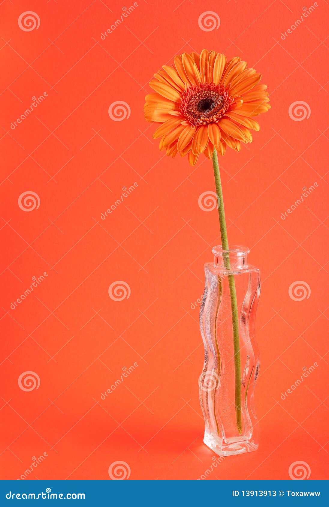 orange herbera in vase