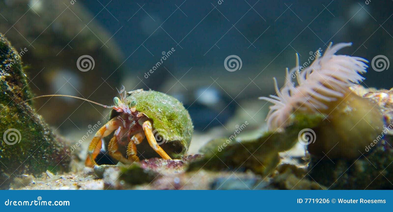 Orange hermit crab stock photo. Image of reefs, shallow 7719206