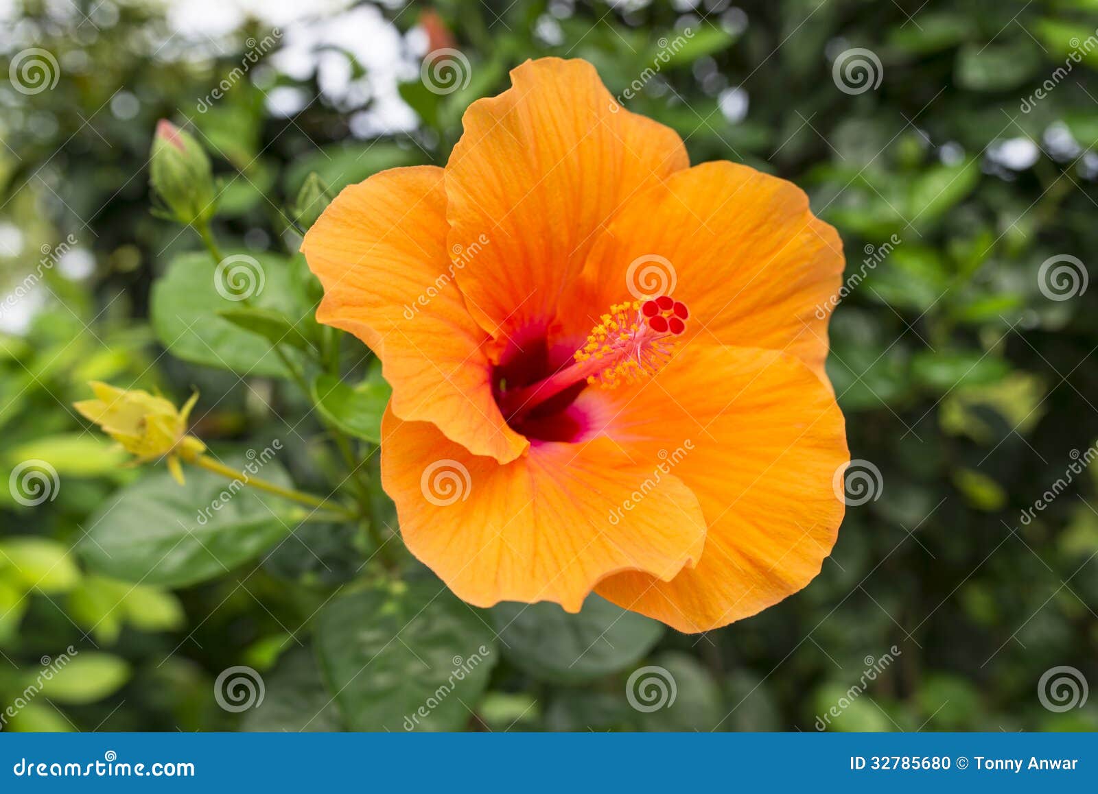 orange hibiscus