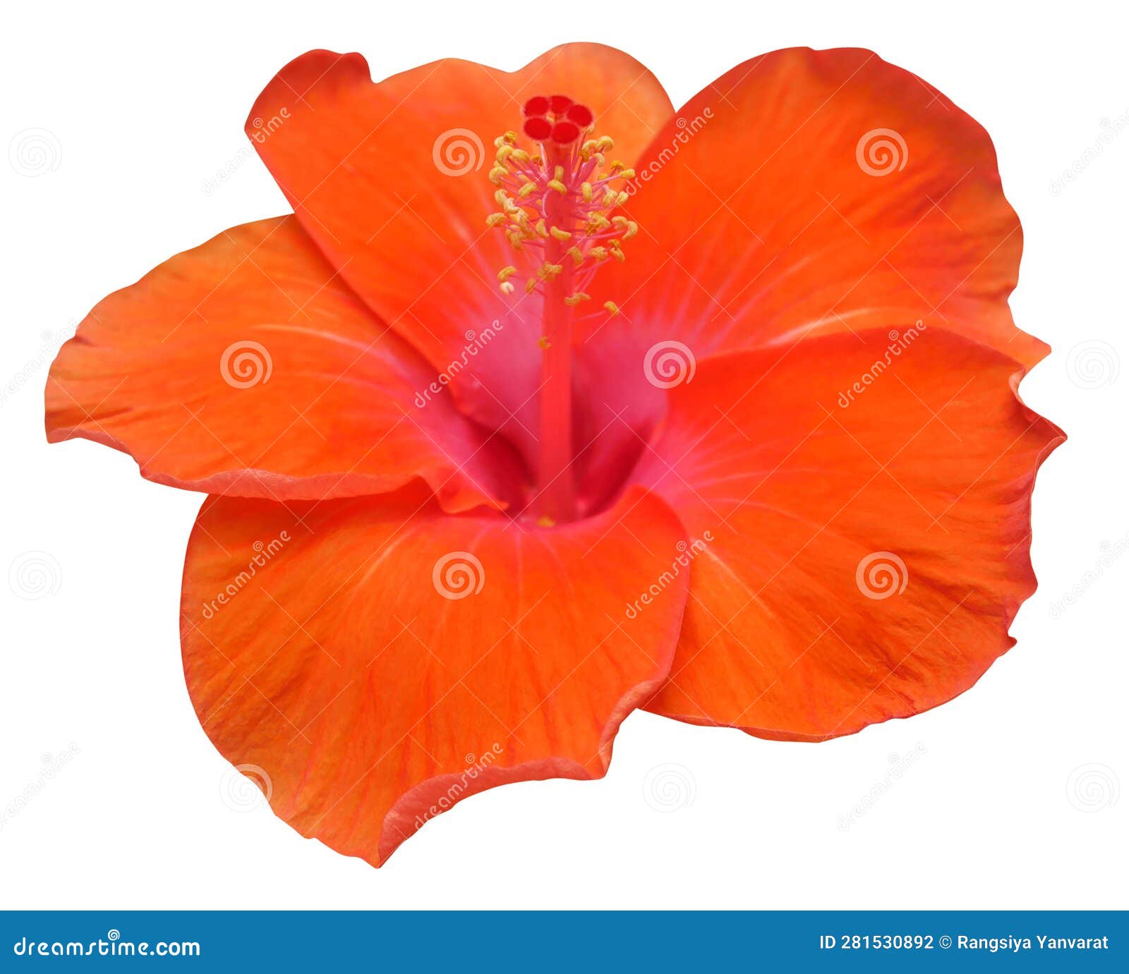 Orange Hibiscus Flowers Isolated on White Background Stock Photo