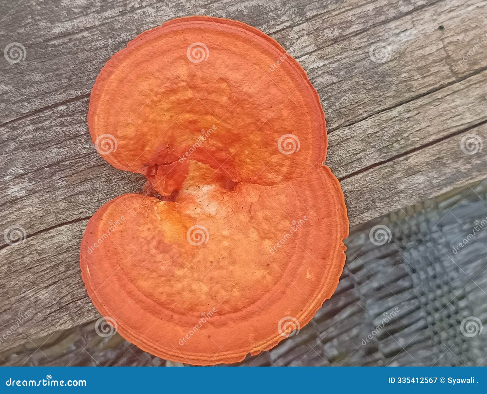 orange-hued fungal growth on a wooden surface