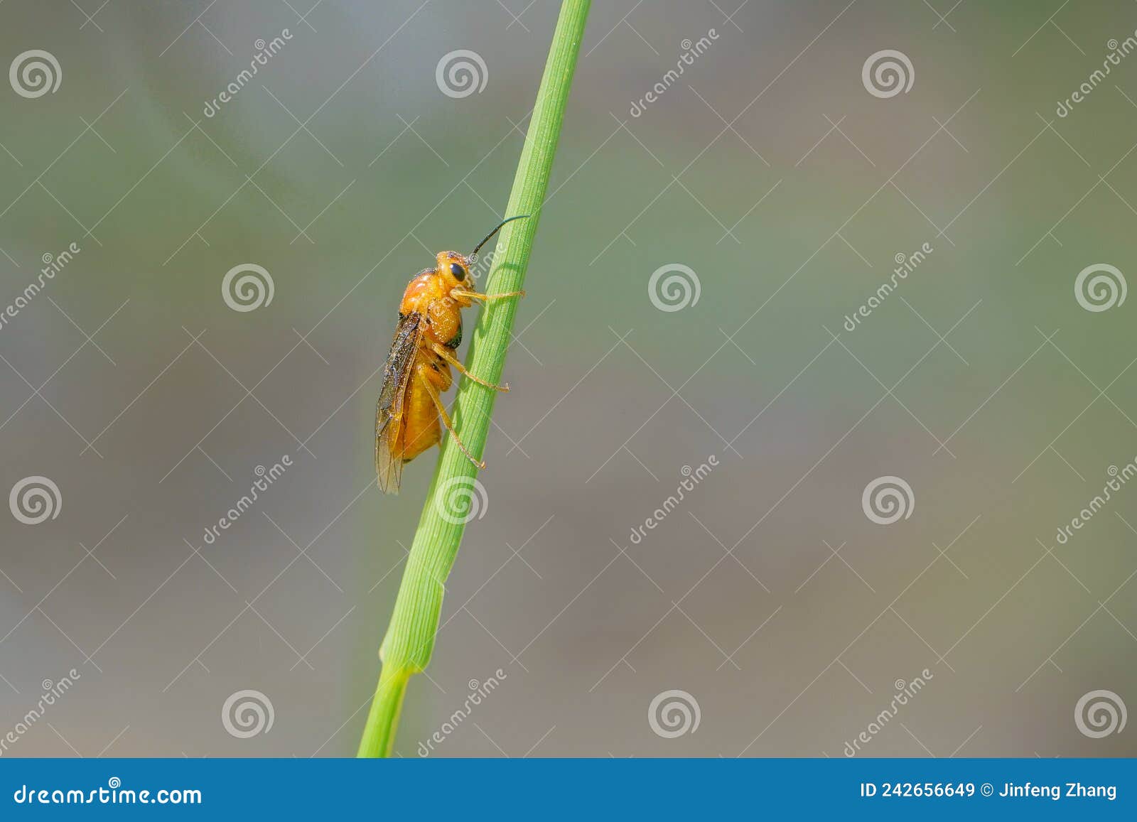 orange hymenoptera insect