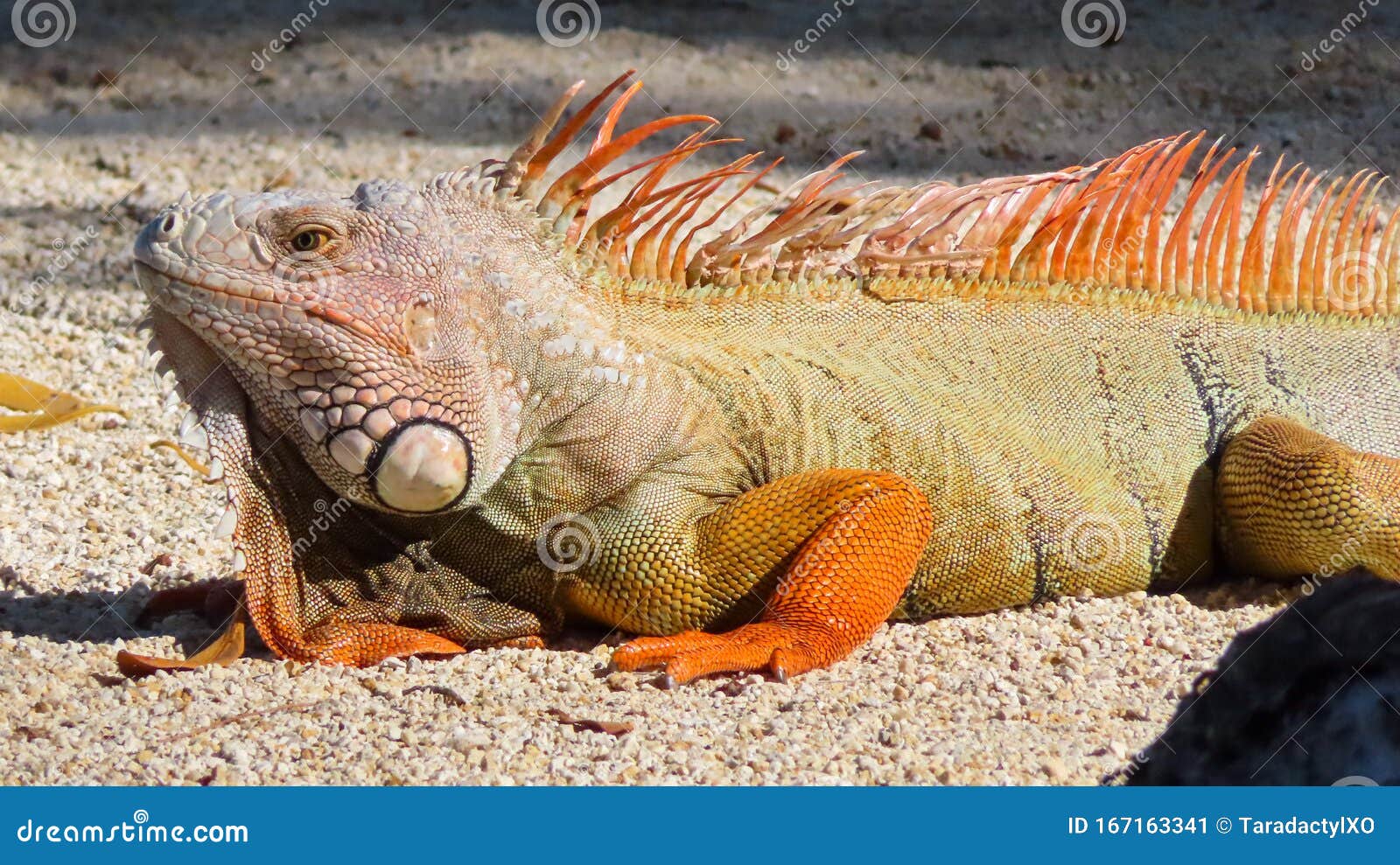 Orange Iguana Florida Stock Photos Download 345 Royalty Free Photos