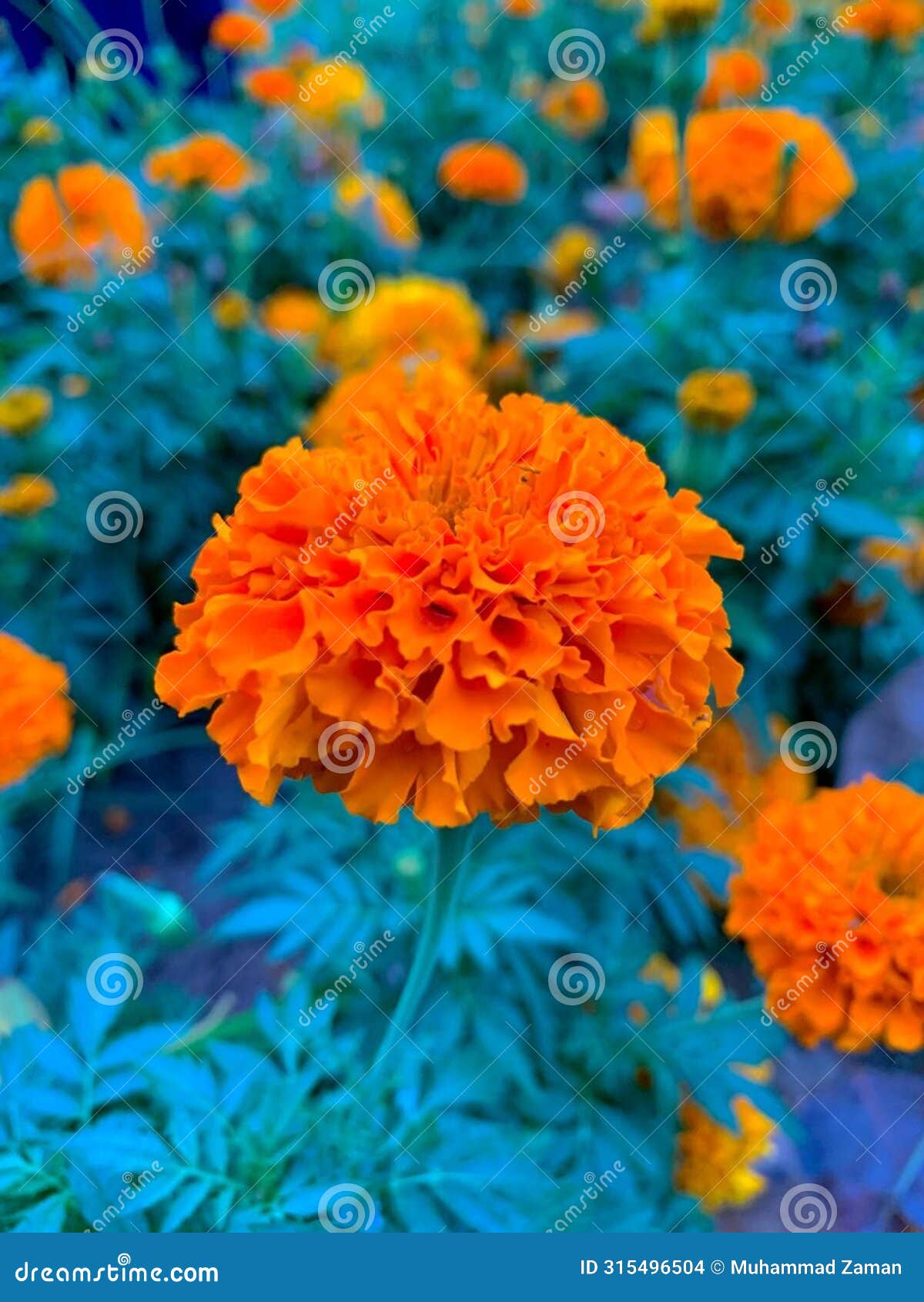 orange indian dalia