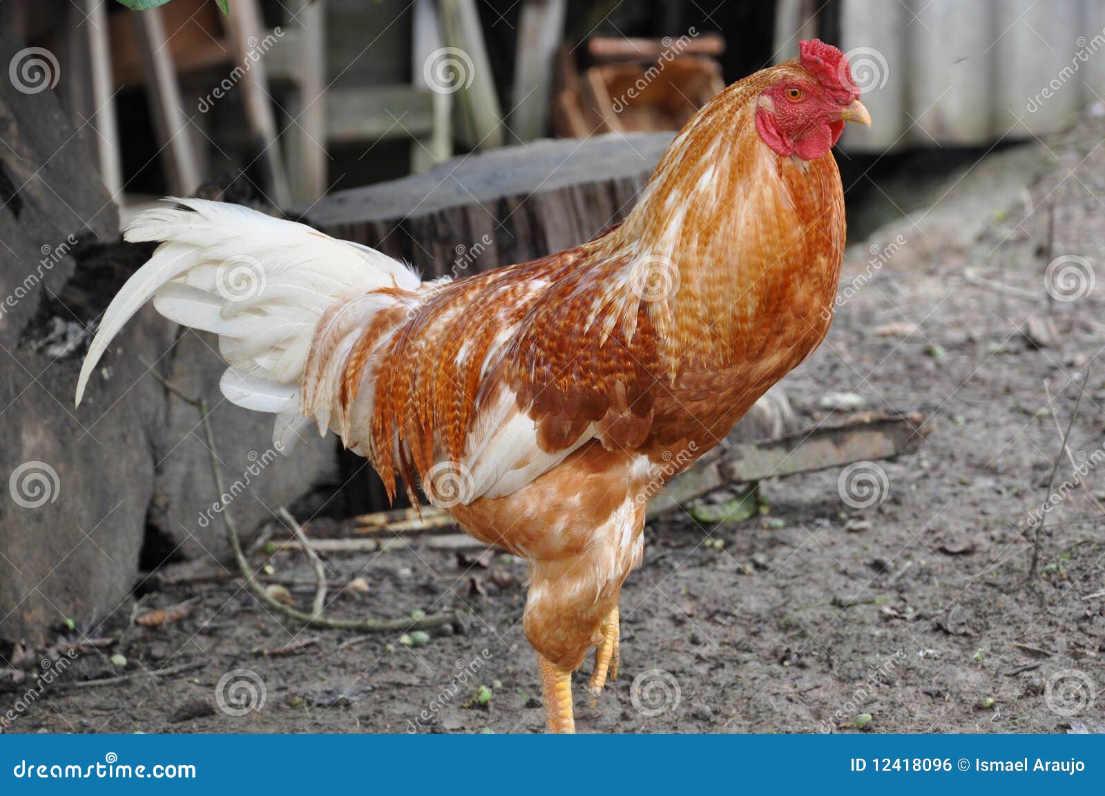 Orange indian rooster stock photo. Image of agriculture 12418096