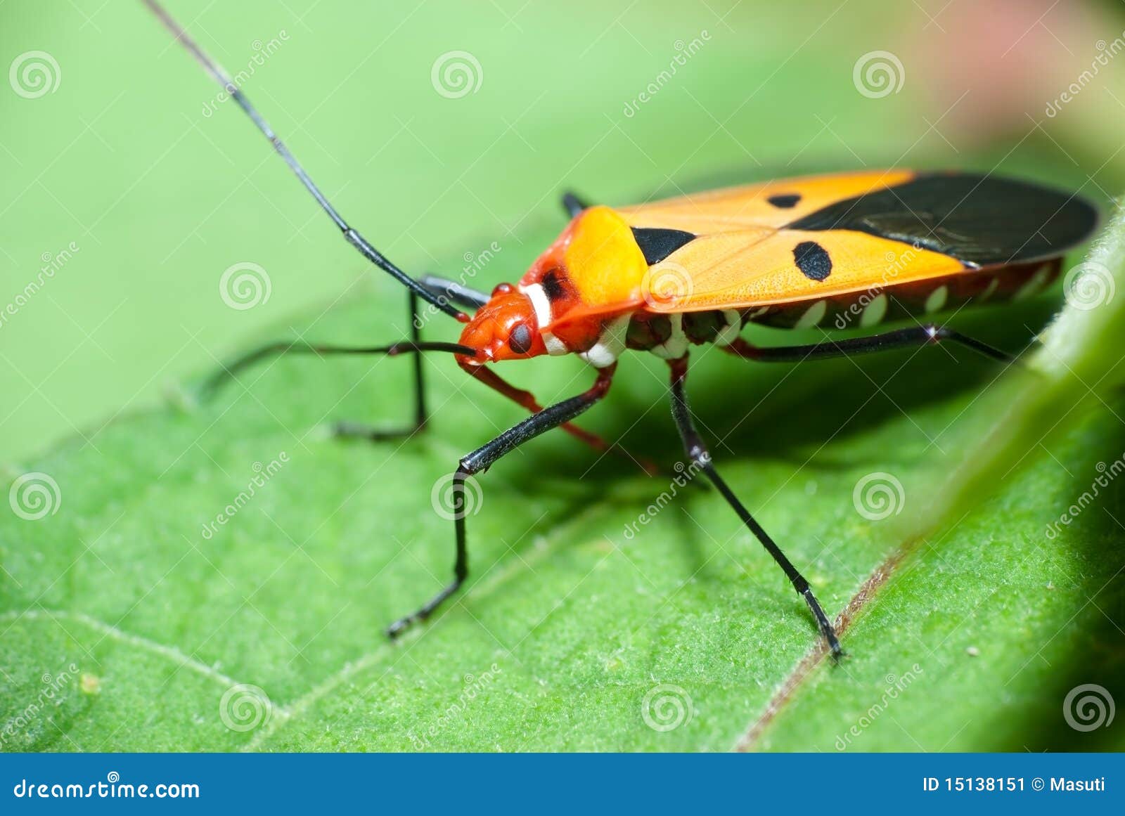 Orange Insect stock image. Image of head, lilioceris 15138151