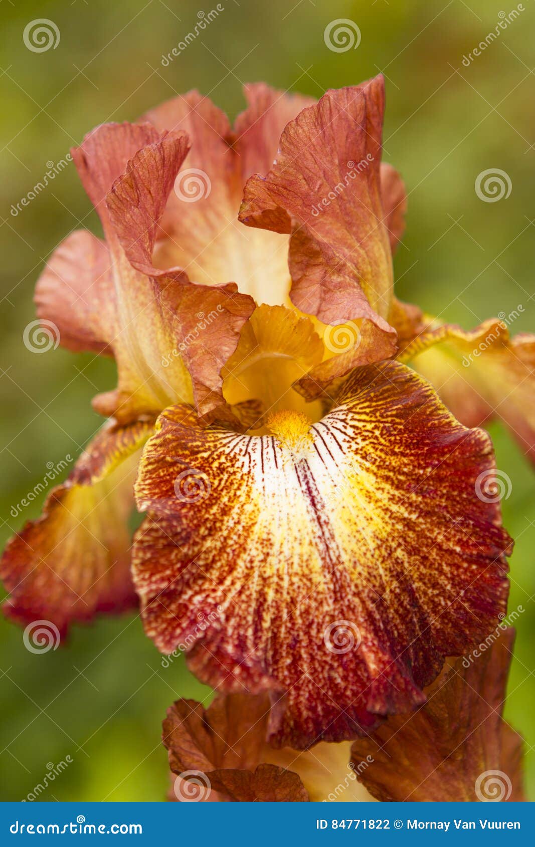 Orange Iris flower stock photo. Image of botanical, flora 84771822