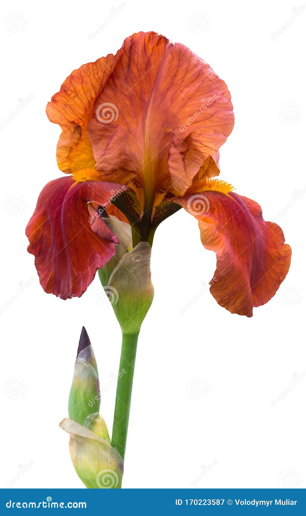 Orange Iris Flower on White Isolated Background_ Stock Image Image of