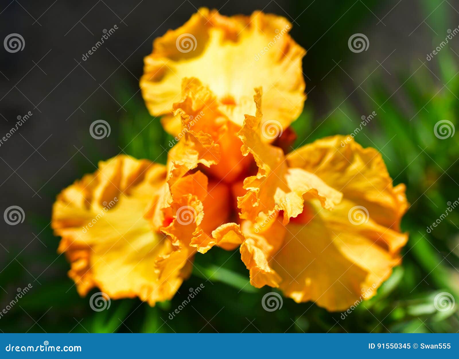 Orange iris plant stock image. Image of beautiful, orange 91550345
