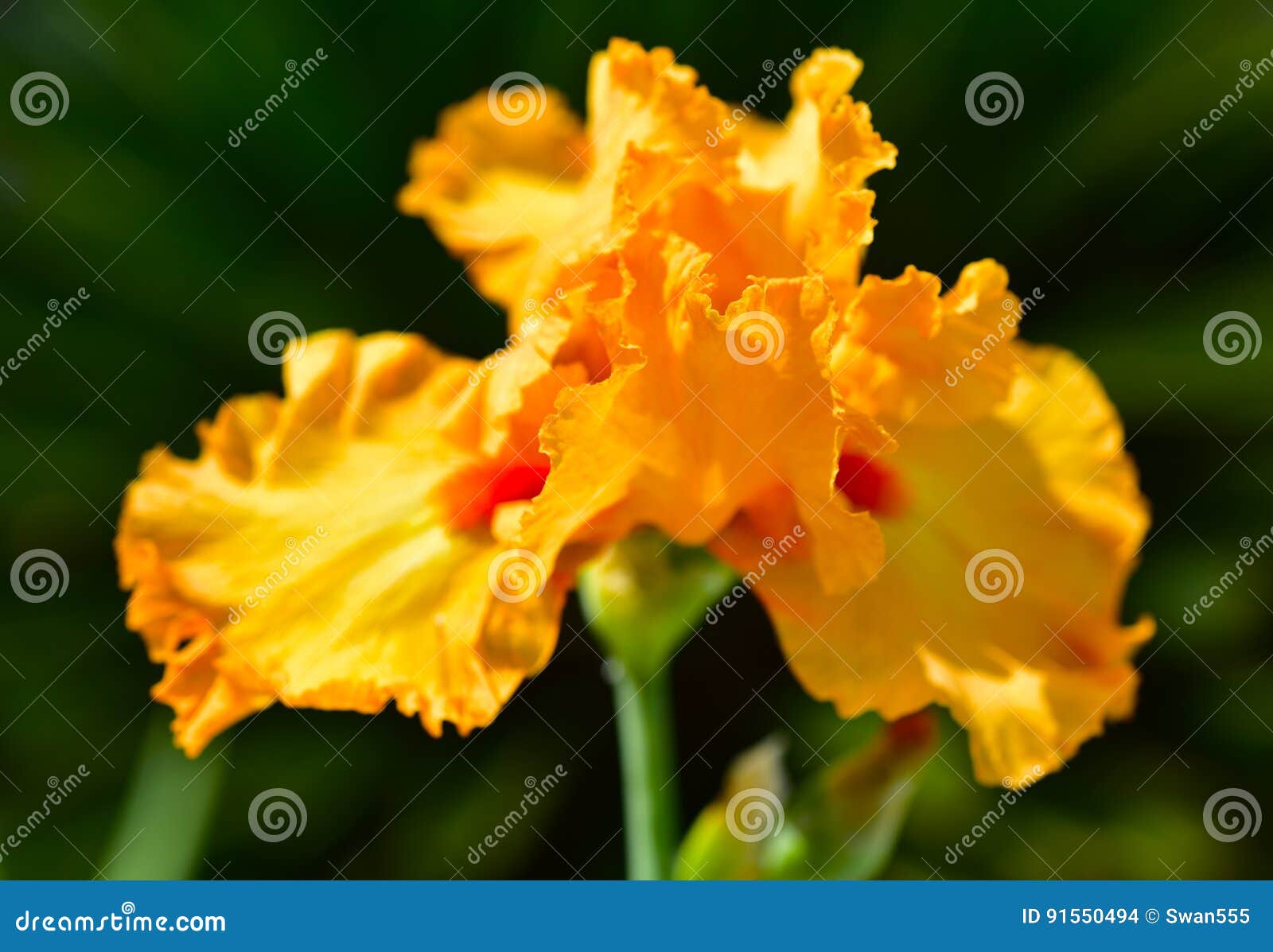 Orange iris plant stock photo. Image of irises, beautiful 91550494
