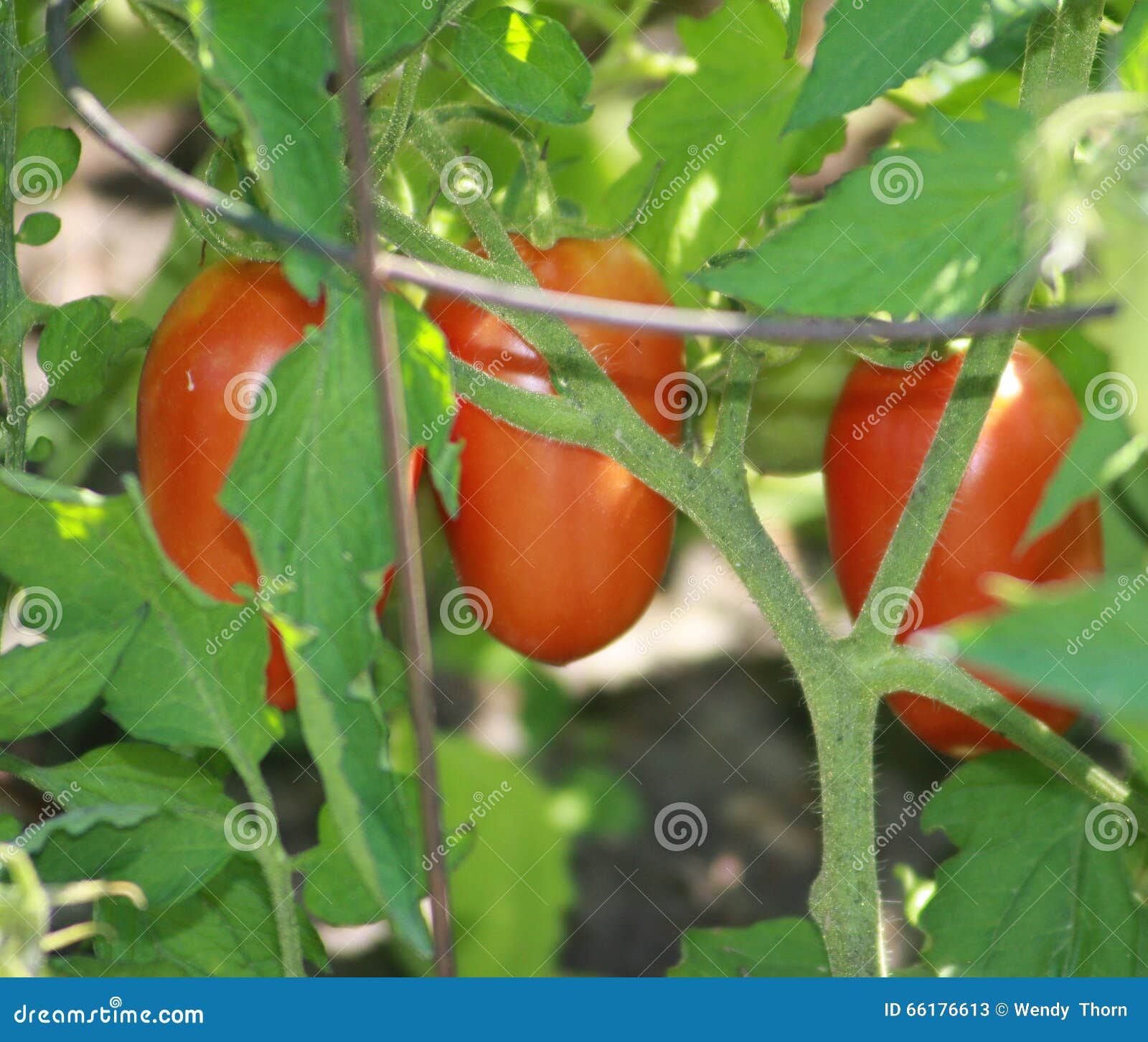 Italian Plum Tomato Plant Stock Image Image Of Plum 66176613