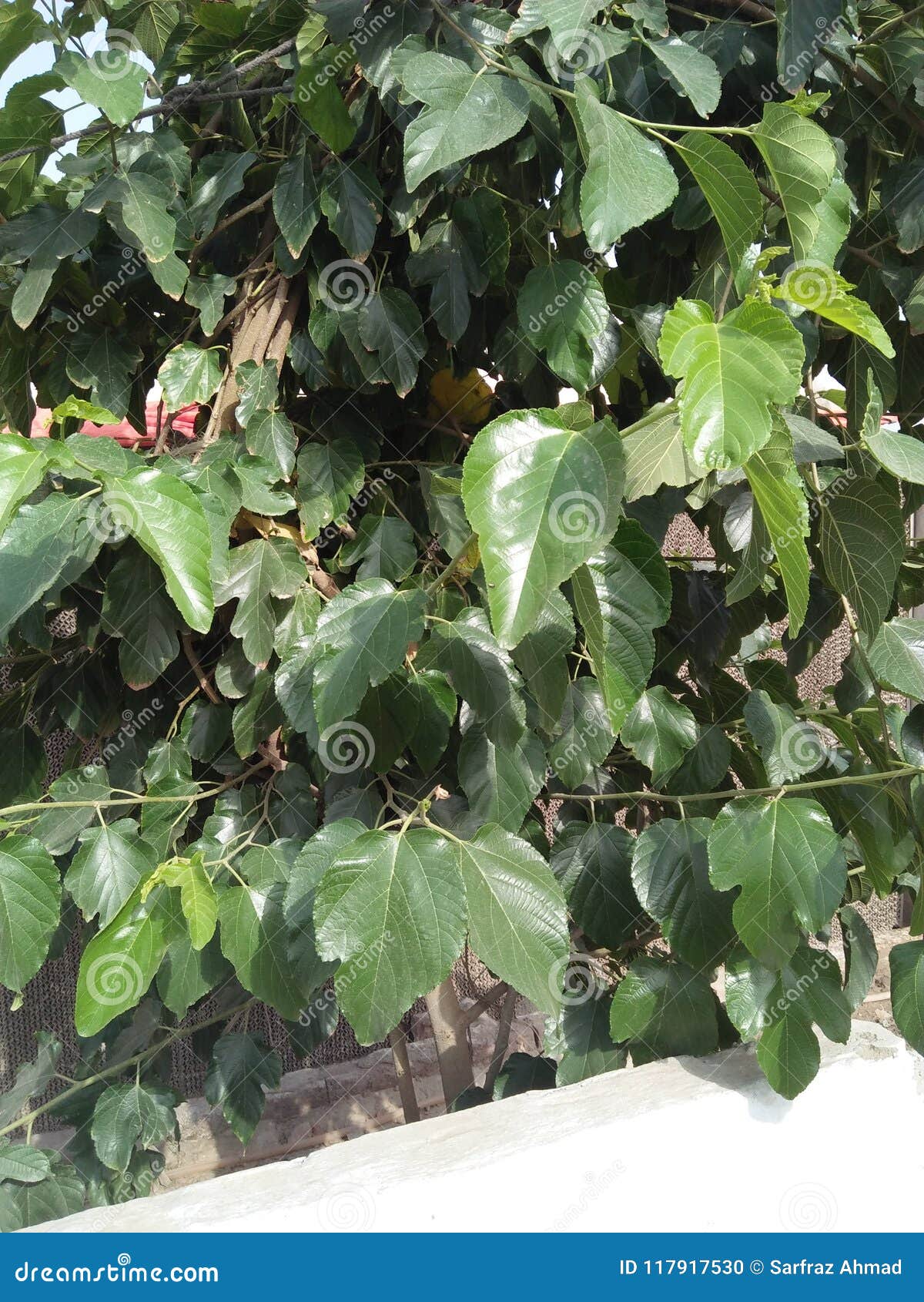 ORANGE JASMIN U. X28; MARYA PENICULATA U. X29; Stockfoto Bild von