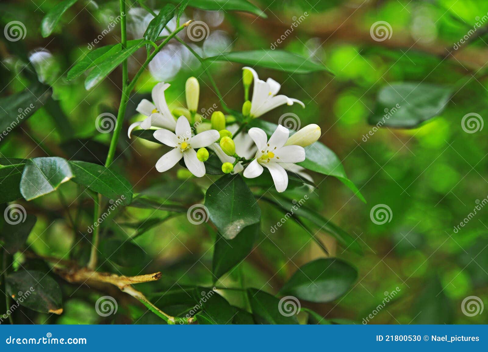 Orange Jasmine. Murraya Paniculata, Chalcas Exotica, Murraya Exotica