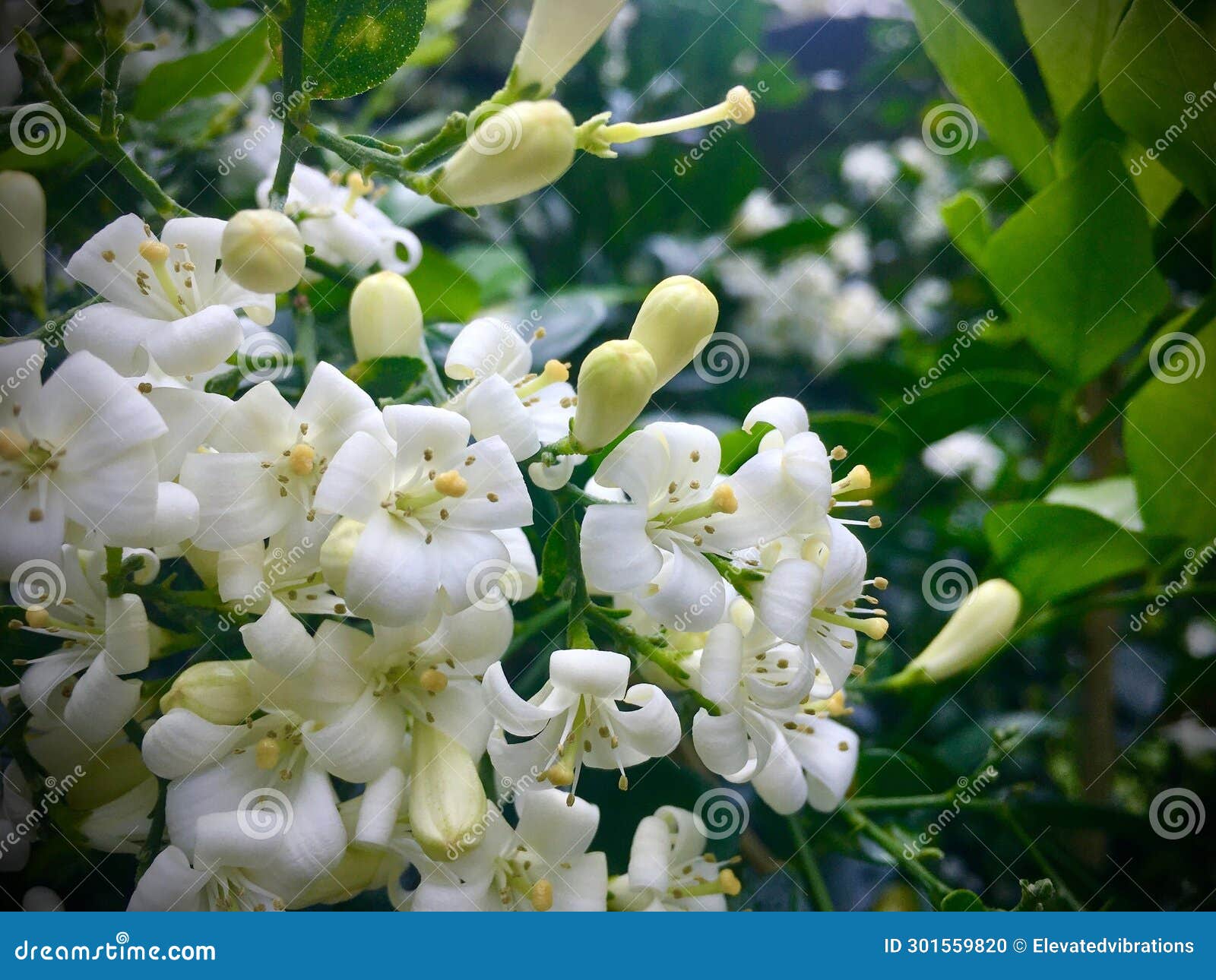Orange Jasmine Flower in Hawaii Jungle Stock Photo Image of jasmine, murraya 301559820