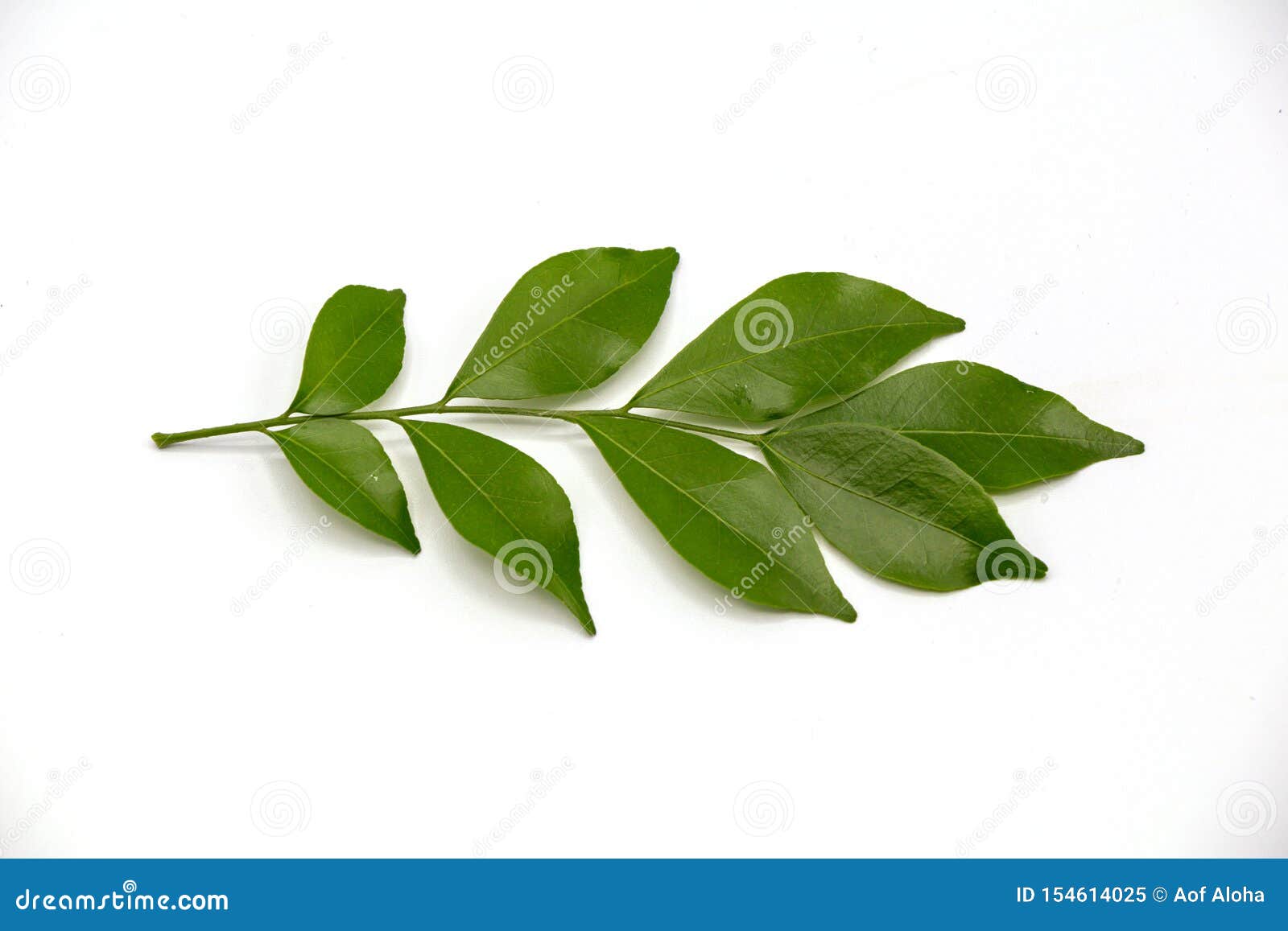 Orange Jasmine Leaves Isolate on White Background.Murraya Paniculata