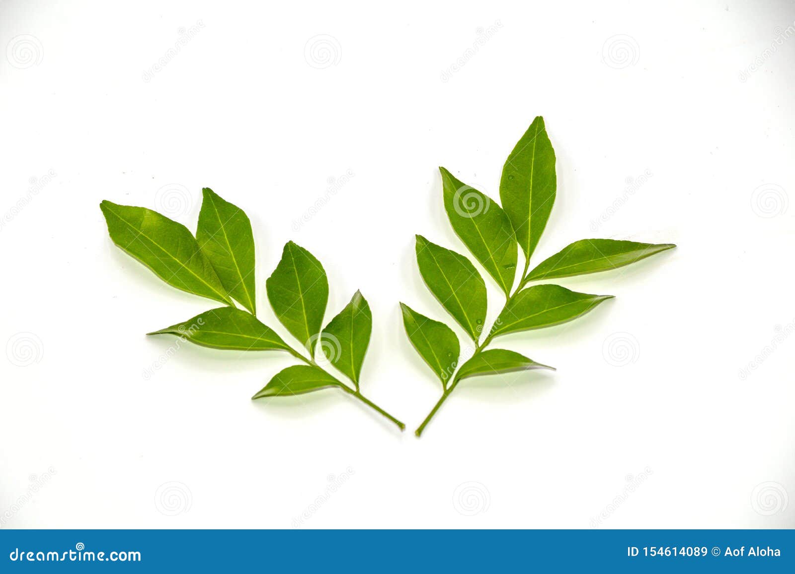 Orange Jasmine Leaves Isolate on White Background.Murraya Paniculata Stock Image Image of