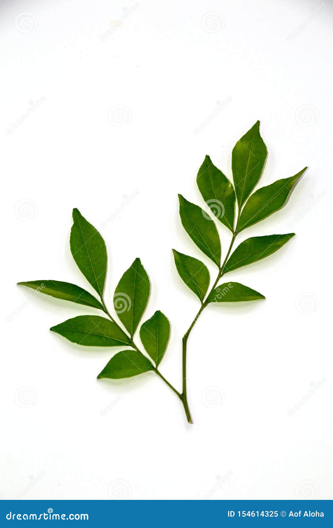 Orange Jasmine Leaves Isolate on White Background.Murraya Paniculata Stock Image Image of