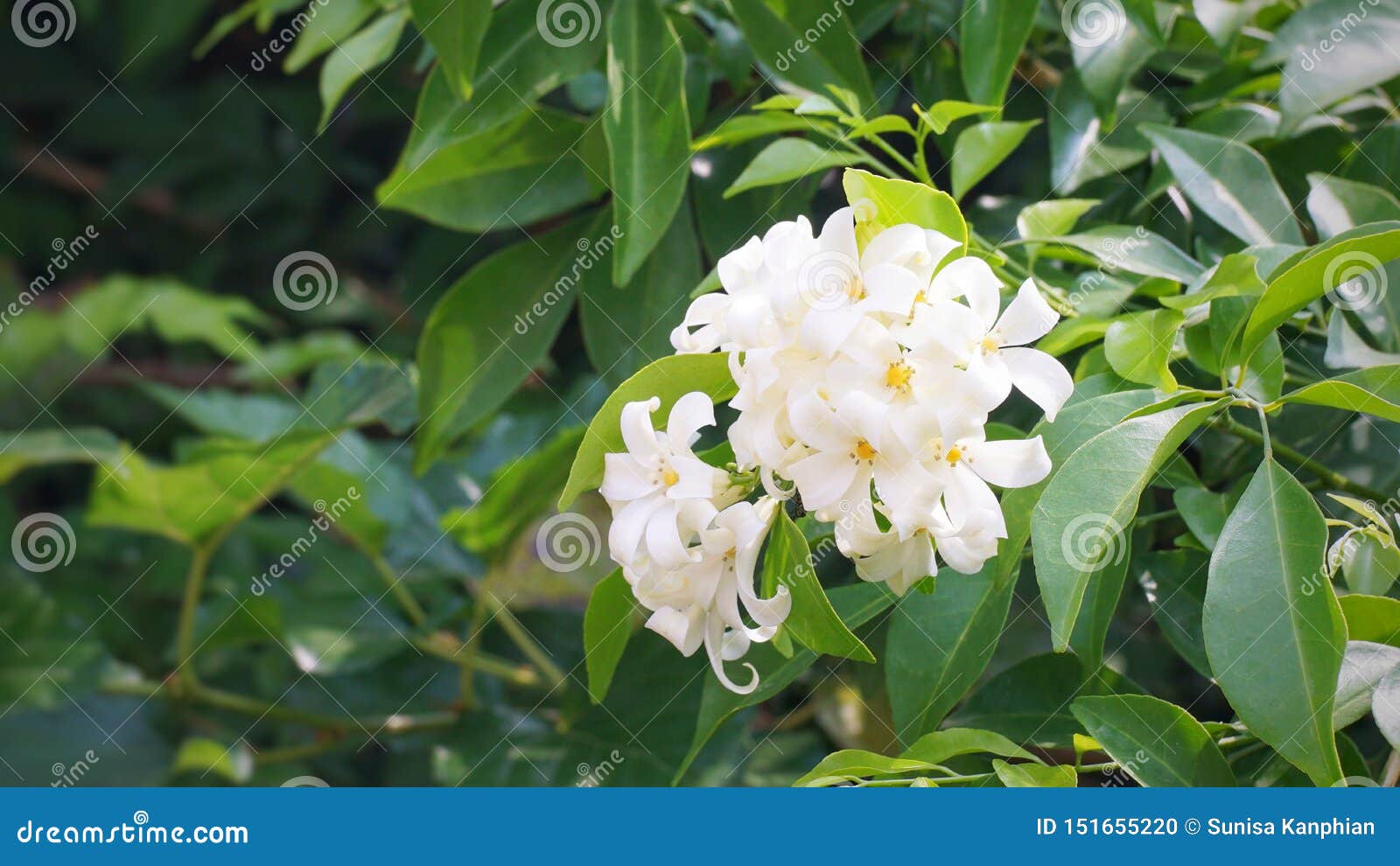 Close Up Orange Jasmine Murraya Paniculata in the Garden. Stock Photo ...