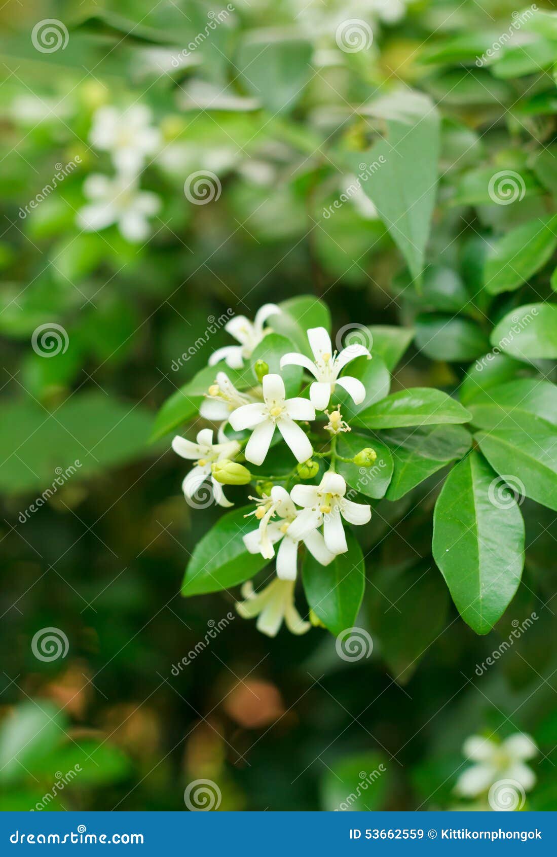 Orange Jasmine. Murraya Paniculata, Chalcas Exotica, Murraya Exotica