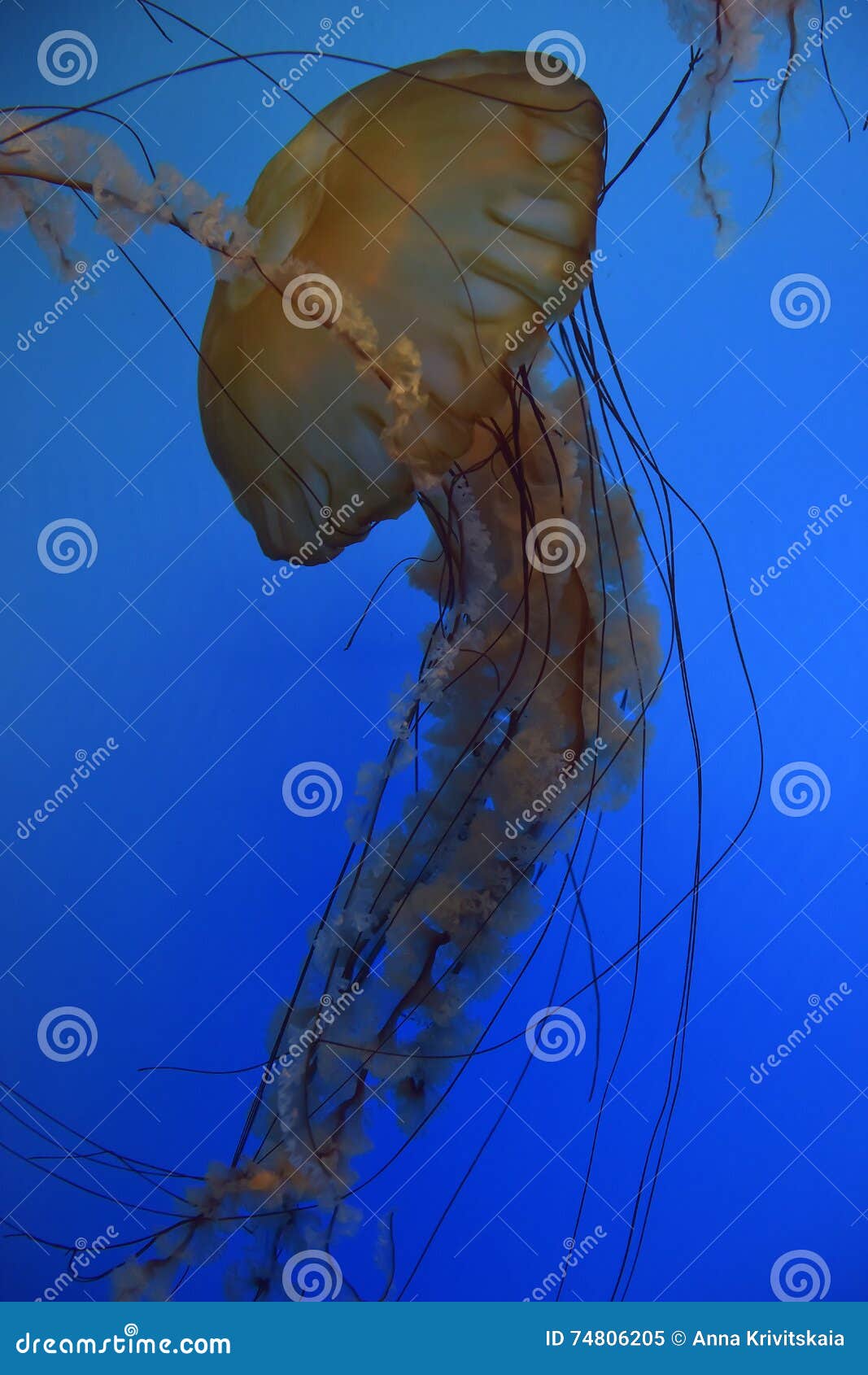 Orange Jelly Fish stock image. Image of beach, colourful 74806205