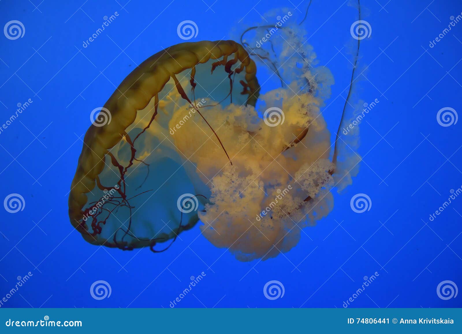 Orange Jelly Fish stock image. Image of beach, aqua, coral 74806441