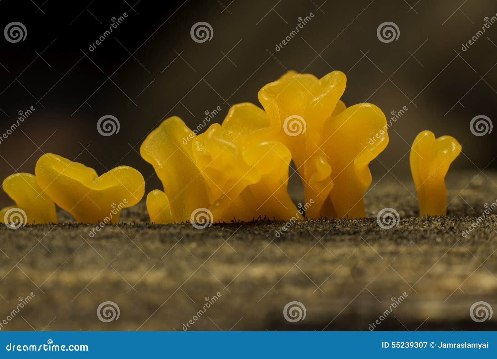 Orange jelly fungus stock image. Image of stumps, material 55239307