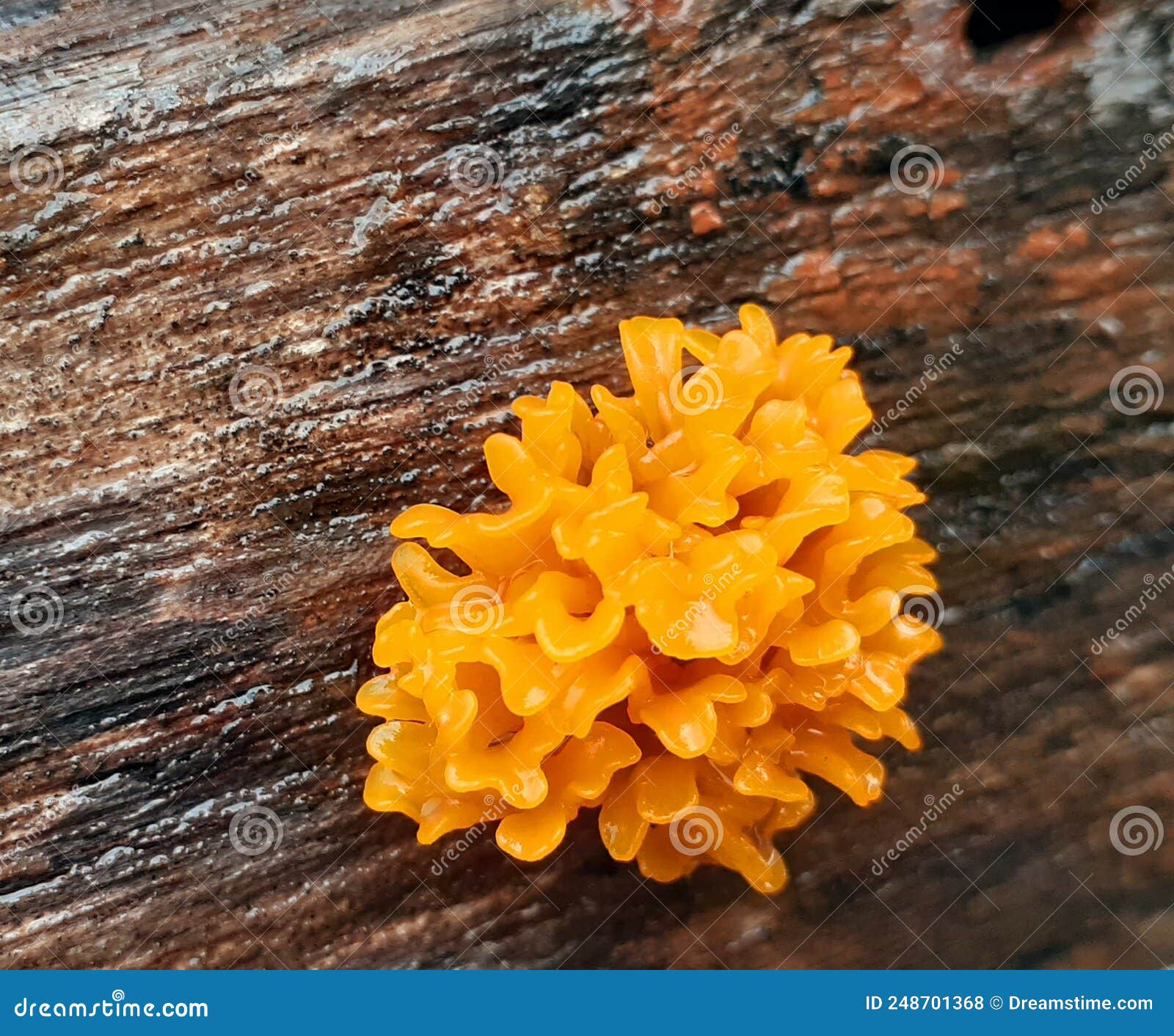 Orange Jelly Mushroom is Good Stock Photo Image of jelly, orange
