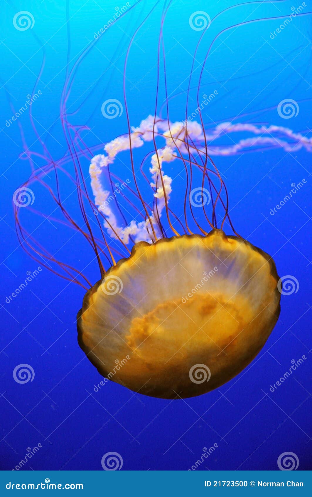 Orange jellyfish stock photo. Image of deep, ocean, blue 21723500