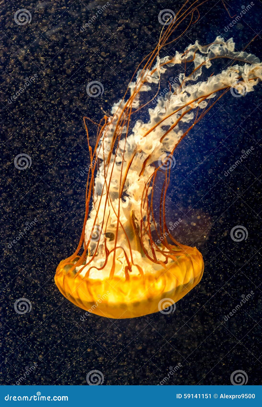 Orange Jellyfish on the Dark Background Stock Image Image of cnidaria