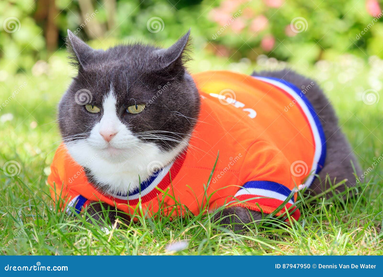 cat soccer jersey