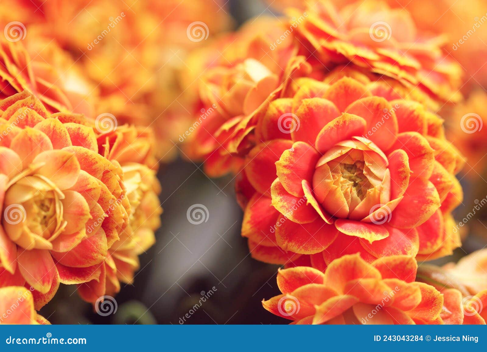 Orange jonquil stock photo. Image of close, color, jonquil 243043284
