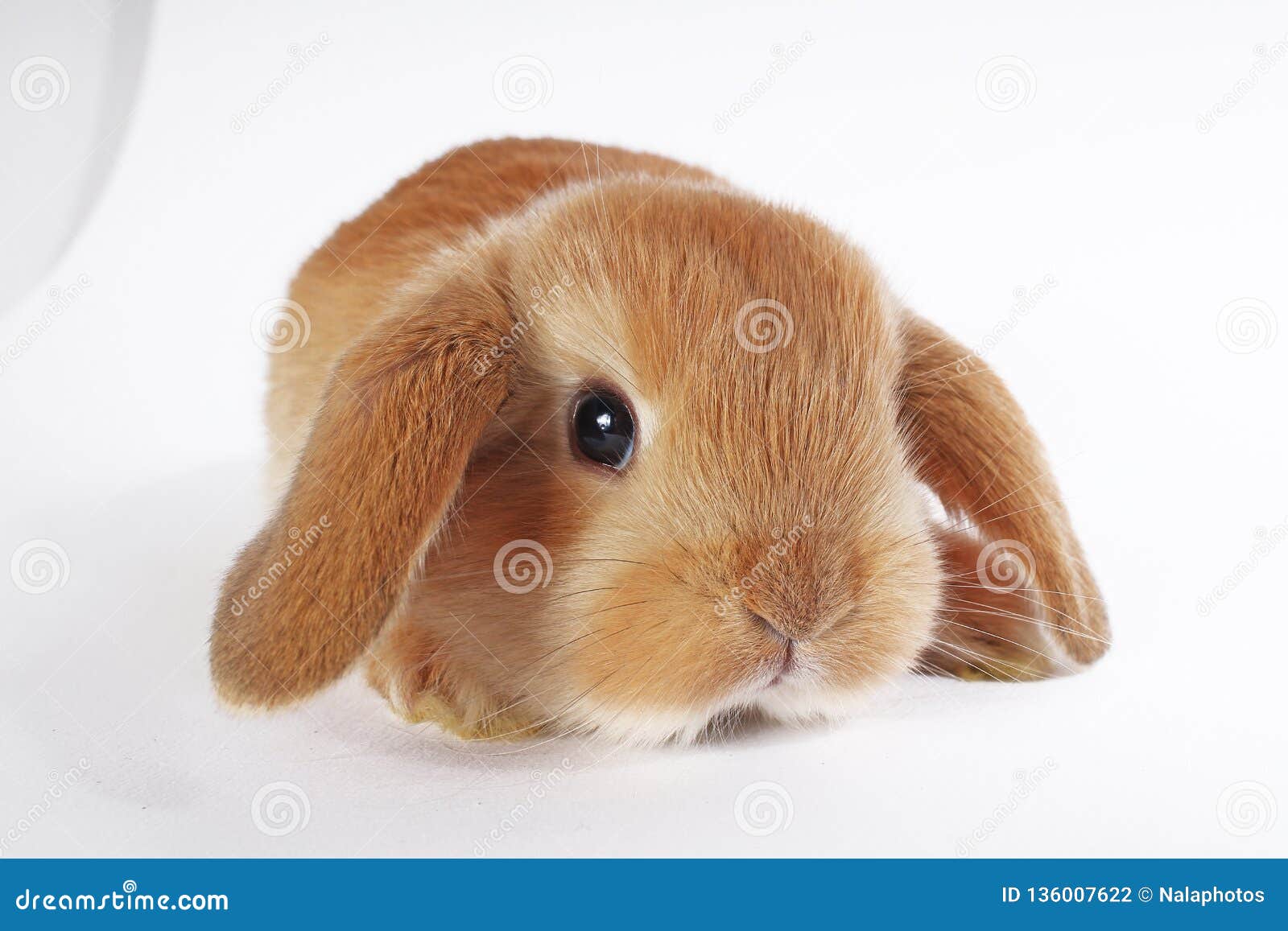 Orange Kaninchen Stutzen Zwergartige Babykaninchen Des Häschens Auf Weißem  Hintergrund Stockfoto - Bild von mini, nett: 136007622