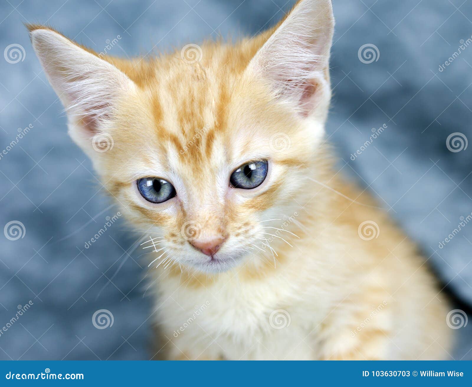 Orange Kitten With Blue Eyes Stock Image - Image of male ...