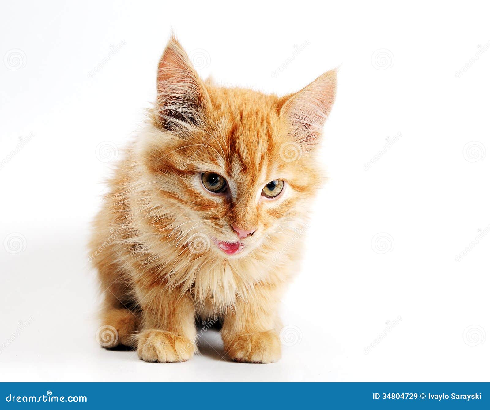 Orange kitten stock image. Image of fluffy, little, small 34804729