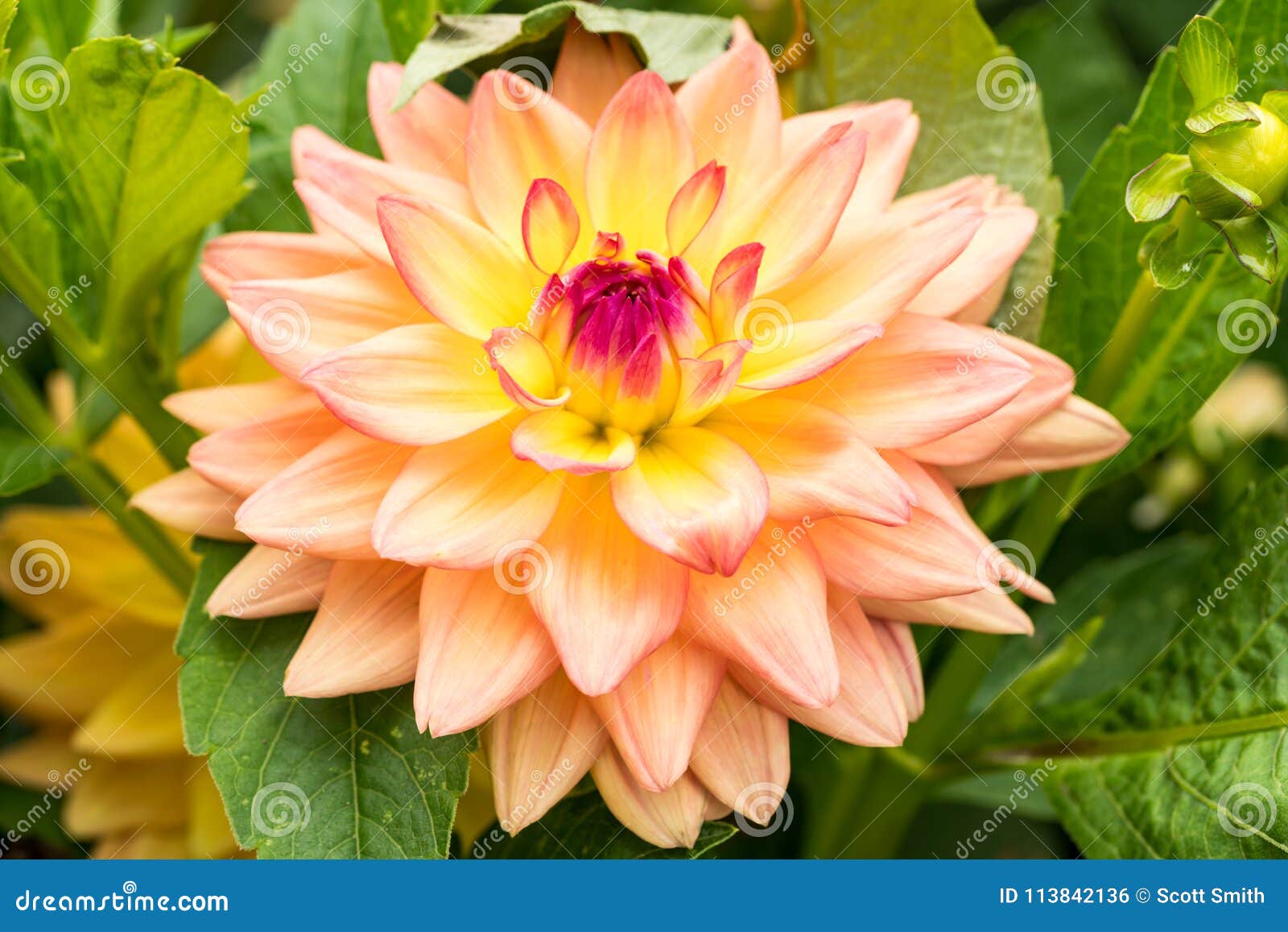"orange kleene" dahlia in full bloom.