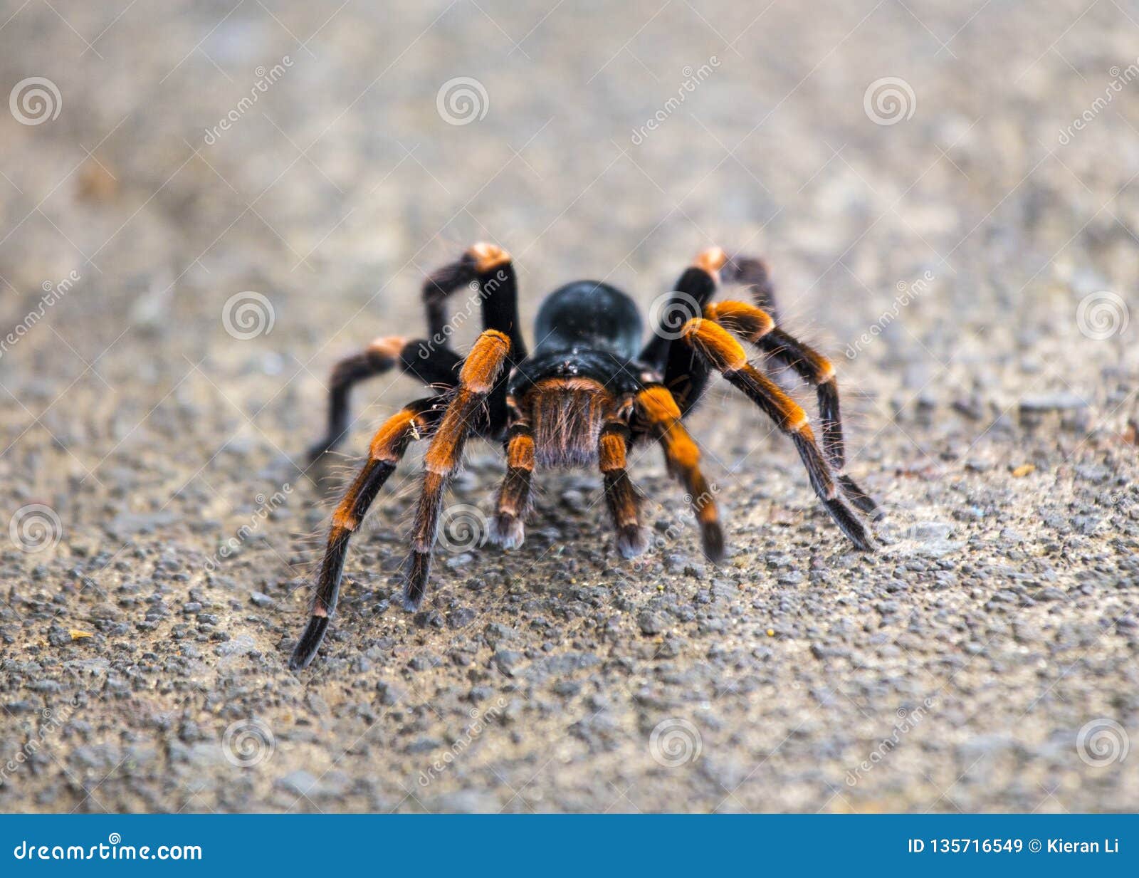 Orange Kneed Tarantula stock image. Image of hairy, natural - 135716549