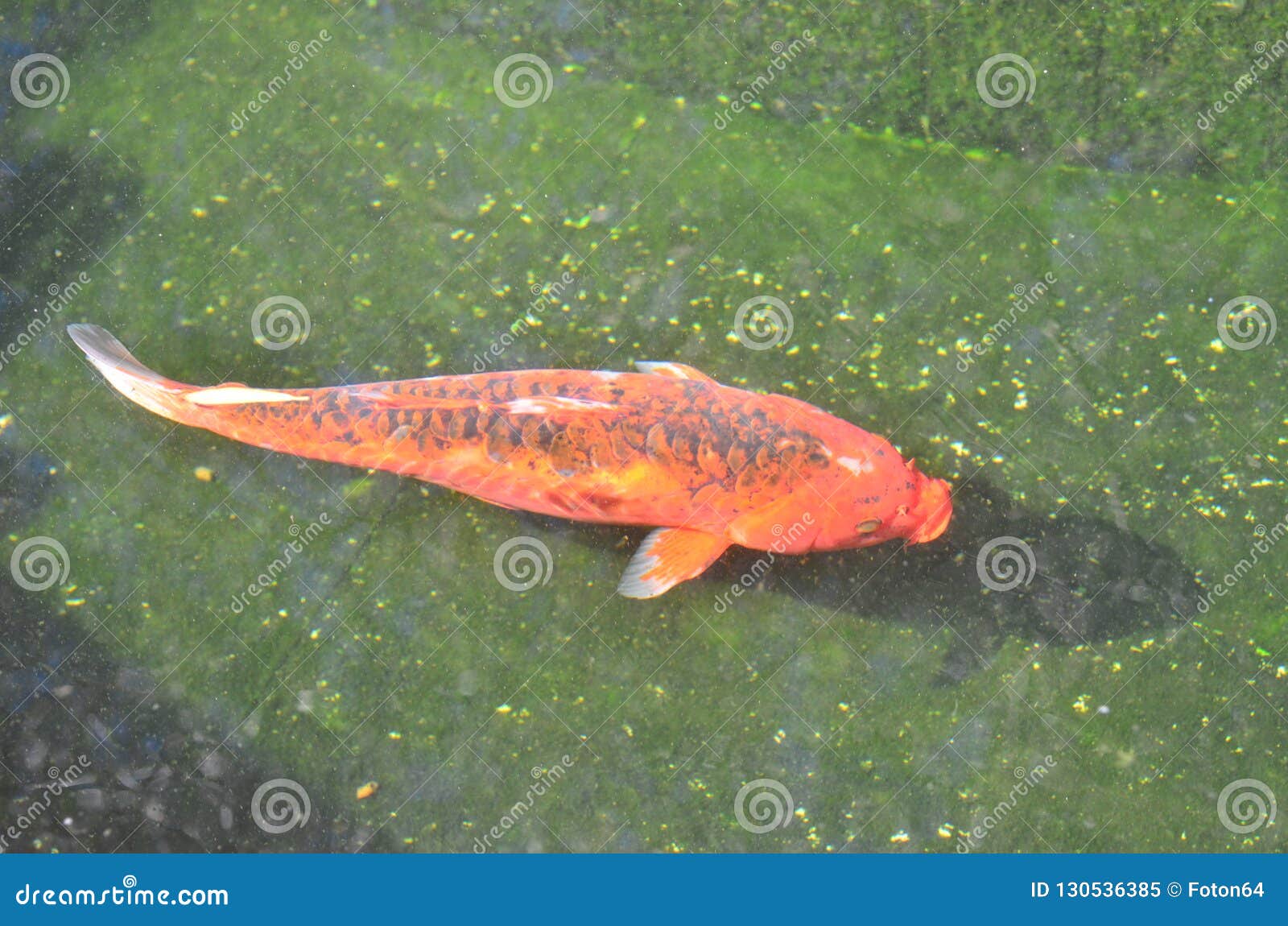 Orange koi fish in pond stock image. Image of single - 130536385