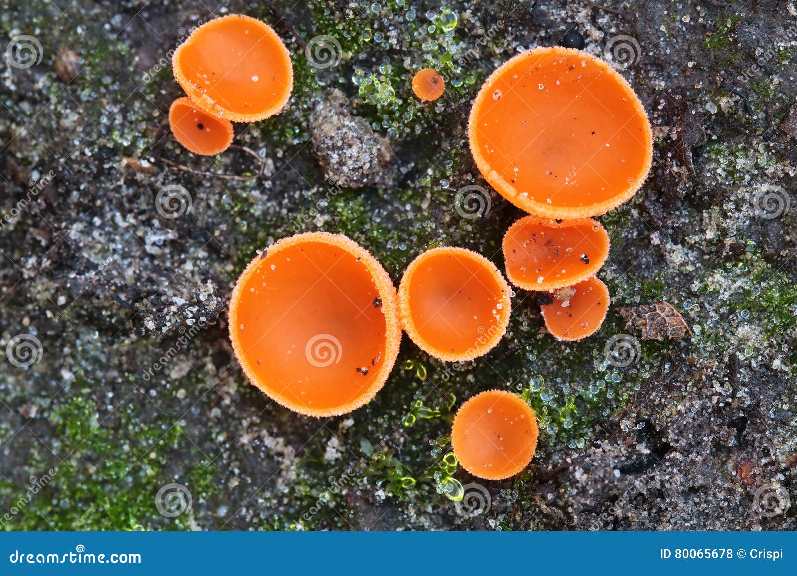 Orange koppformade champinjoner. En klunga av apelsinen plocka svamp på skoggolvet