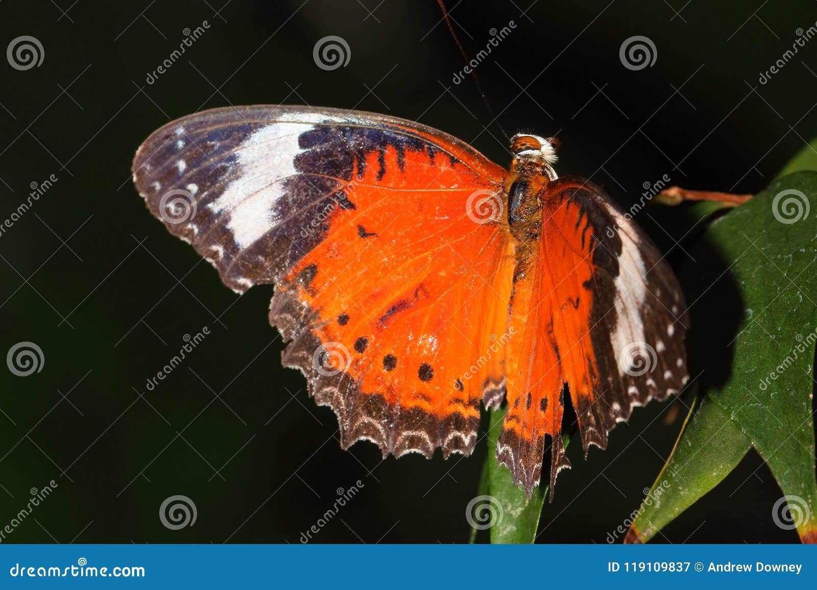 Butterfly Identification Chart Australia