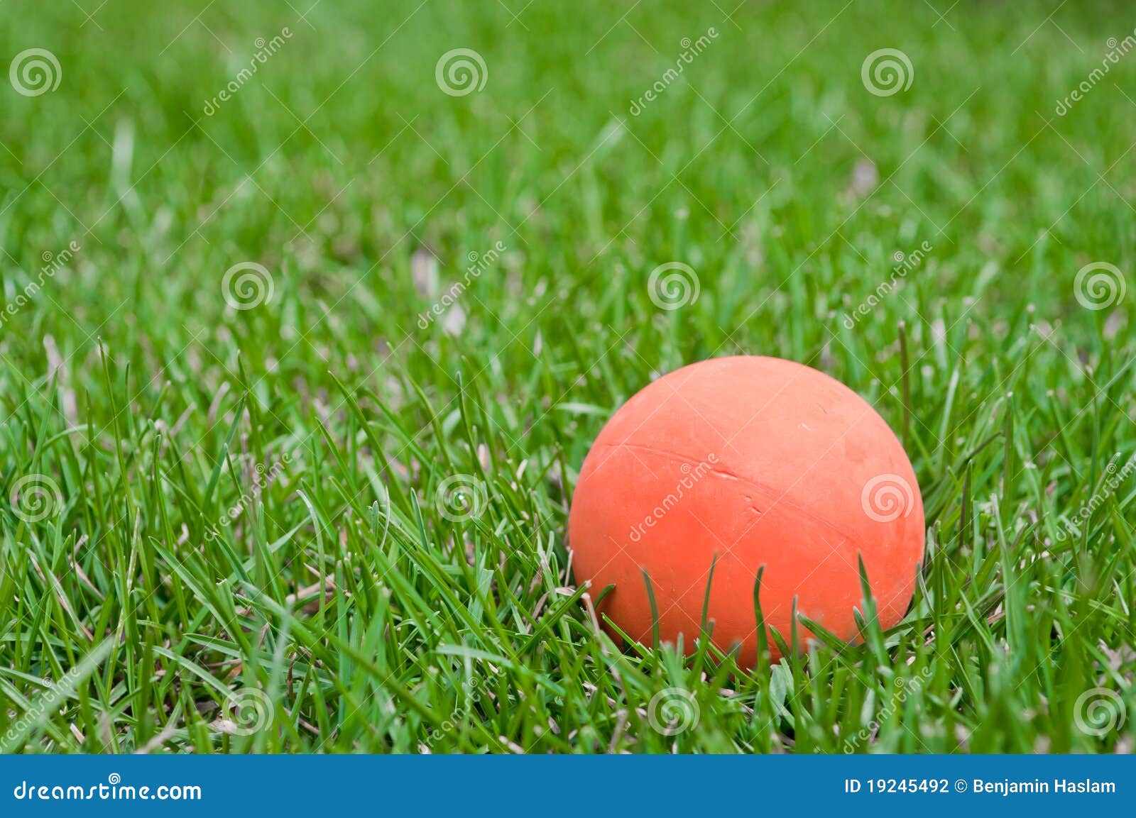 Orange Lacrosse Ball on Grass Stock Photo Image of lacrosse, sport