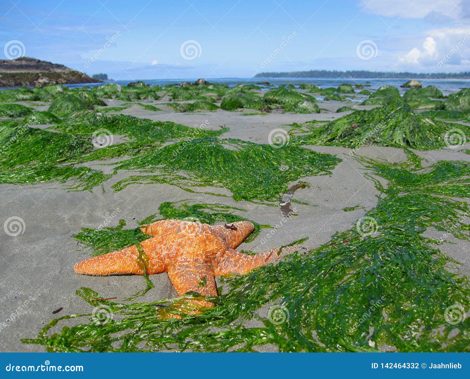 orange lacy starfish, pisaster ochraceus, on beach at florencia bay, pacific rim national park, british columbia, canada