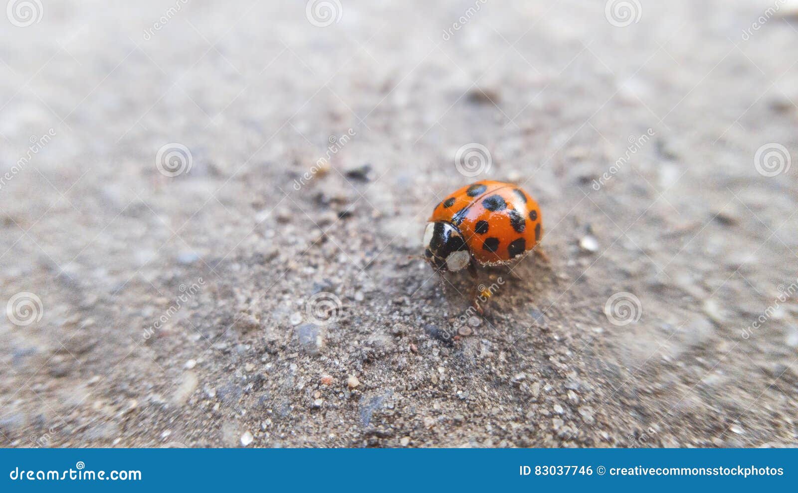 Orange Ladybug Picture. Image 83037746