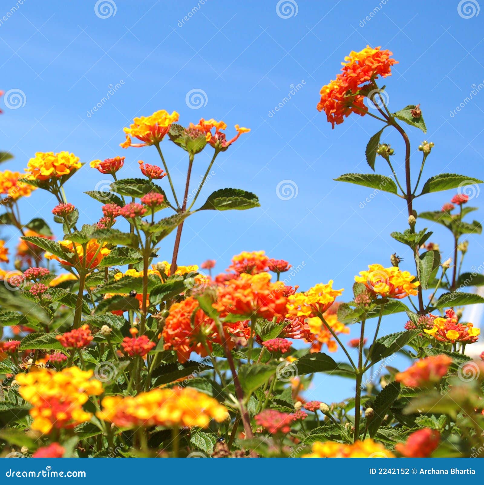 Orange lantana stock photo. Image of wild, herbal, orange 2242152