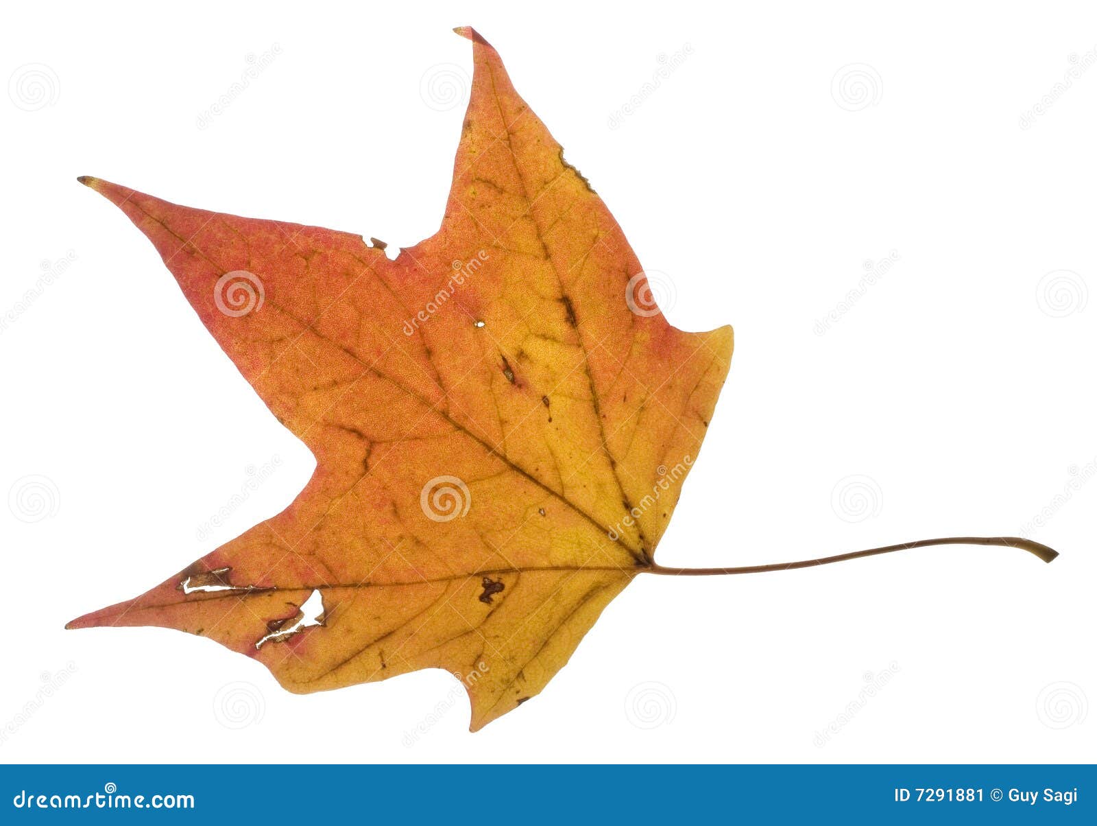 Orange leaf stock image. Image of orange, leaf, season 7291881