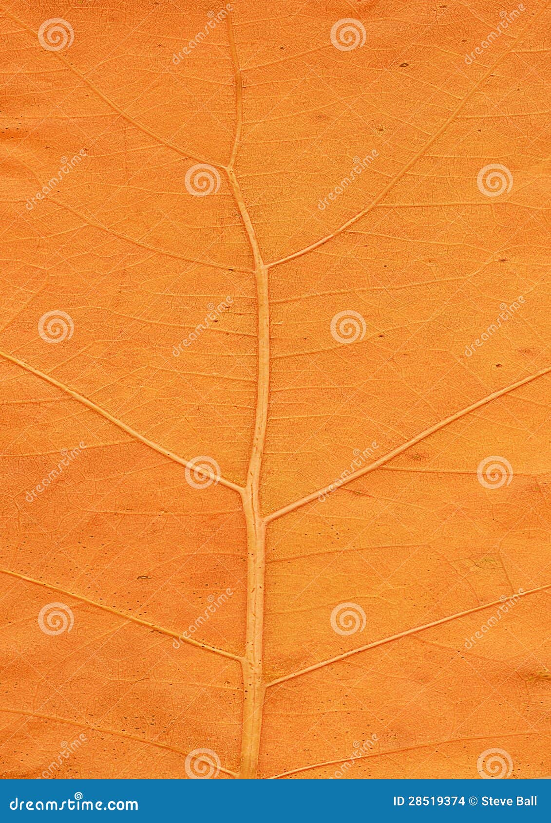 Orange leaf close up stock photo. Image of spine, botany 28519374