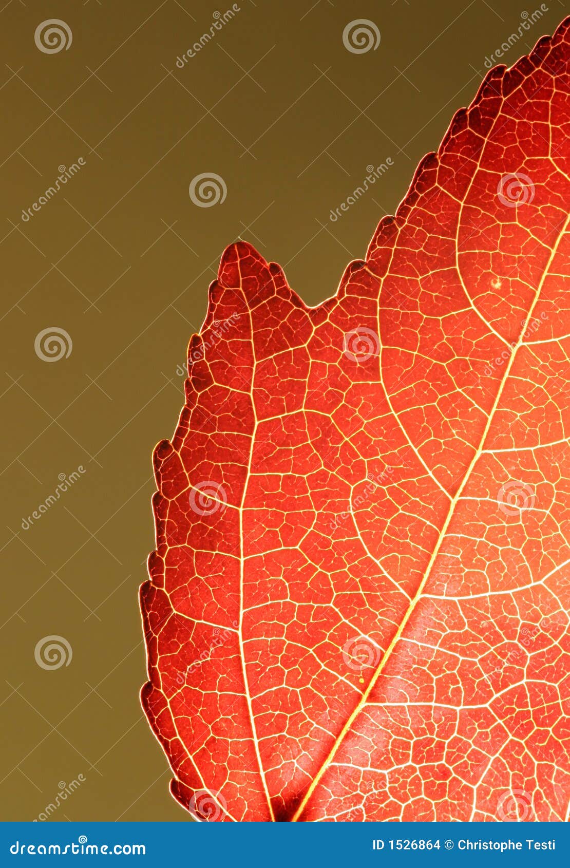 Orange Leaf Closeup stock photo. Image of isolated, nature 1526864